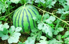 美味的西瓜作文 美味的西瓜作文