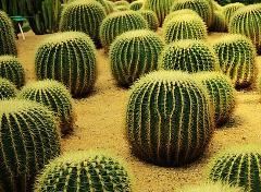 仙人球作文 仙人球作文