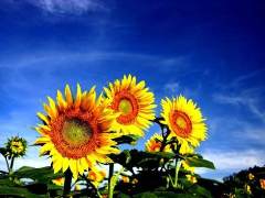 我喜歡的花--向日葵作文700字 我喜歡的花--向日葵作文700字