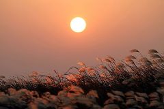 夕陽下的蘆葦草作文500字 夕陽下的蘆葦草作文500字